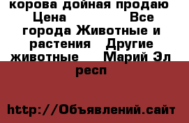 корова дойная продаю › Цена ­ 100 000 - Все города Животные и растения » Другие животные   . Марий Эл респ.